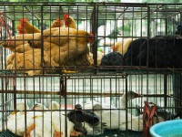 Poultry in cages