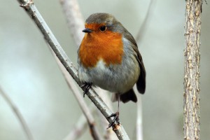 robin-1084615_960_720